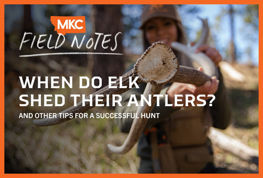 A close-up view of elk antlers in a forest with the overlay of “When do elk shed their antlers? And other tips for a successful hunt.”